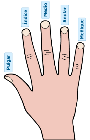 Nombre de los dedos de la mano Nombre de los dedos de una mano